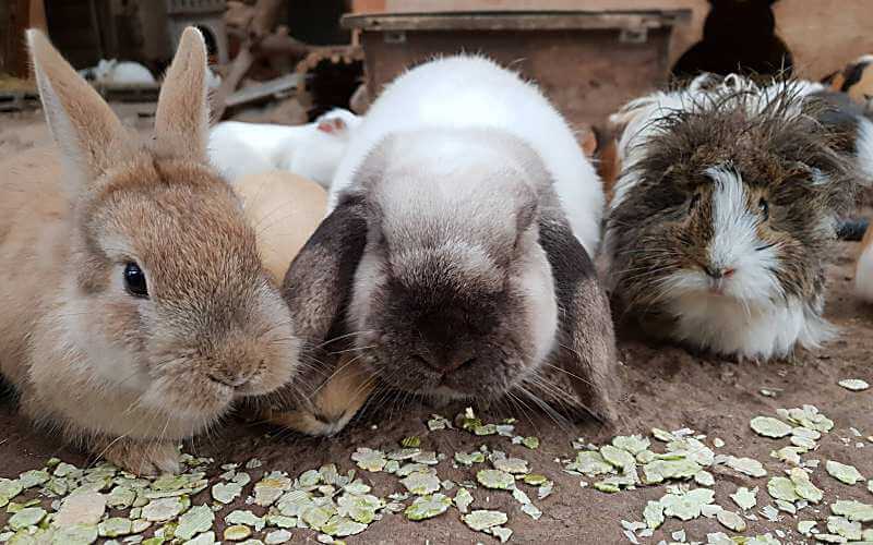 Erbsenflocken sind bei allen Kaninchen als Haustier sehr beliebt